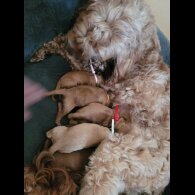 Cockapoo - Both