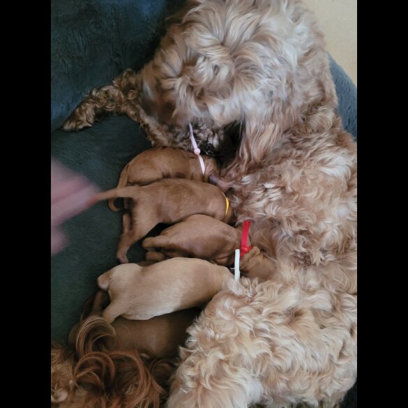 Cockapoo - Both