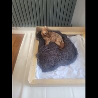 Cockapoo - Both