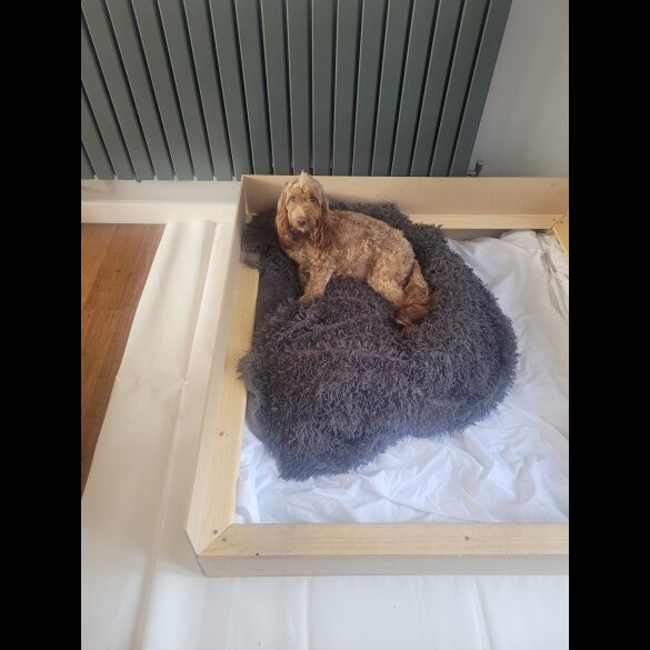 Cockapoo - Both