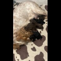 Cockapoo - Bitches