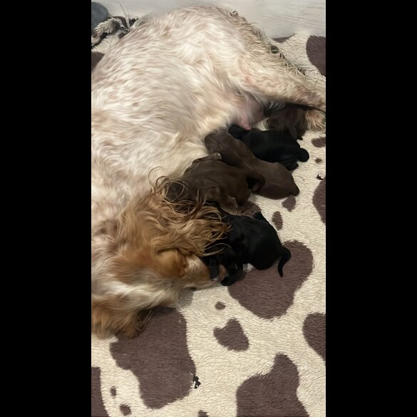 Cockapoo - Bitches