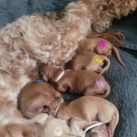 Cockapoo - Both