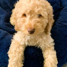 Cockapoo - Both