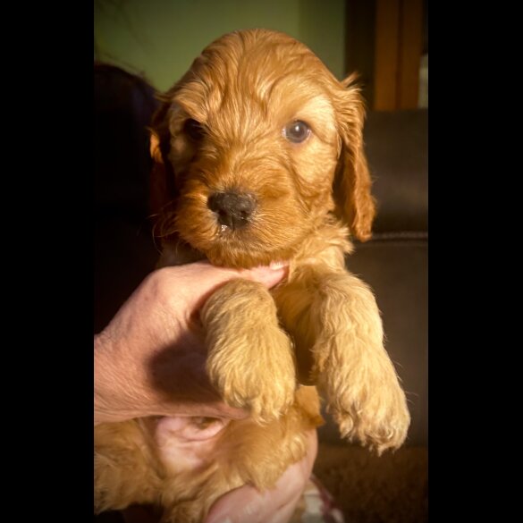 Cockapoo - Both