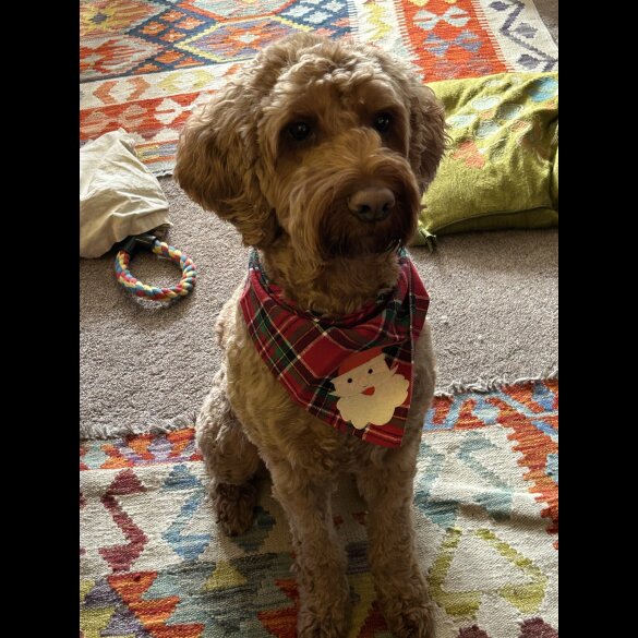 Cockapoo - Both