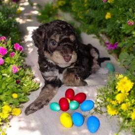 Cockapoo - Both