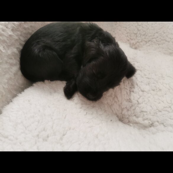 Cockapoo - Both
