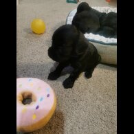 Cockapoo - Both
