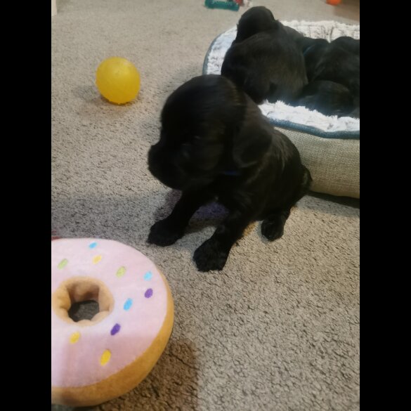 Cockapoo - Both