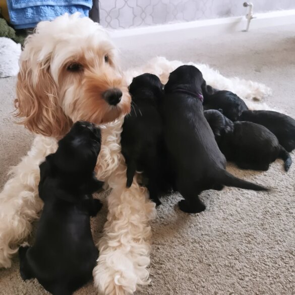 Cockapoo - Both