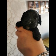 Cockapoo - Both