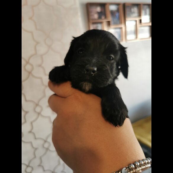 Cockapoo - Both