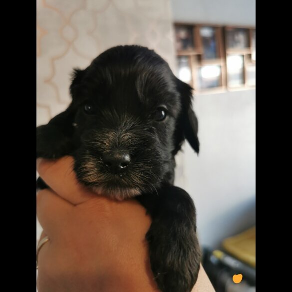 Cockapoo - Both