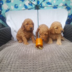 Cockapoo - Both