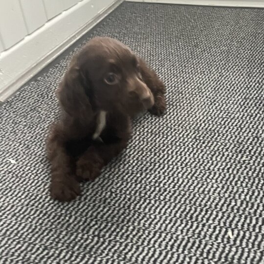 Cocker Spaniel (Working &amp; Show) - Both