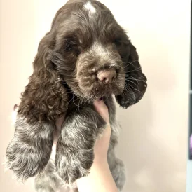 Cocker Spaniel (Working &amp; Show) - Dogs