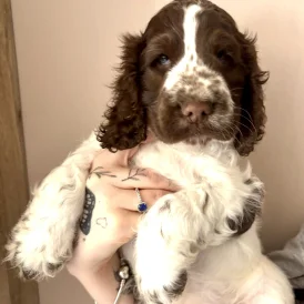 Cocker Spaniel (Working &amp; Show) - Dogs