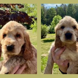 Cocker Spaniel (Working &amp; Show) - Dogs