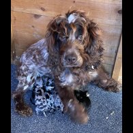 Cocker Spaniel (Working &amp; Show) - Both