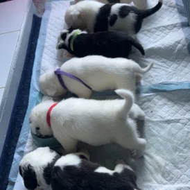 Mixed Breed - Both