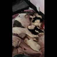 Mixed Breed - Both