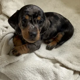 Dachshund (Standard &amp; Miniature) - Dogs