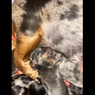 Dachshund (Standard &amp; Miniature) - Both