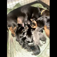 Dachshund (Standard &amp; Miniature) - Both