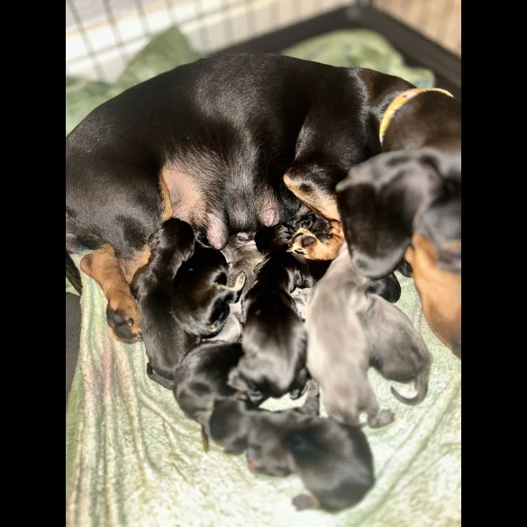 Dachshund (Standard &amp; Miniature) - Both