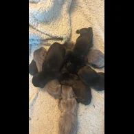 Dachshund (Standard &amp; Miniature) - Both