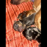 Dachshund (Standard &amp; Miniature) - Both