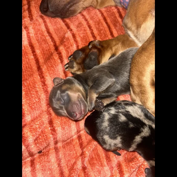 Dachshund (Standard &amp; Miniature) - Both