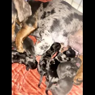 Dachshund (Standard &amp; Miniature) - Both