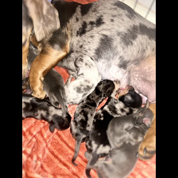 Dachshund (Standard &amp; Miniature) - Both