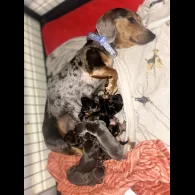 Dachshund (Standard &amp; Miniature) - Both