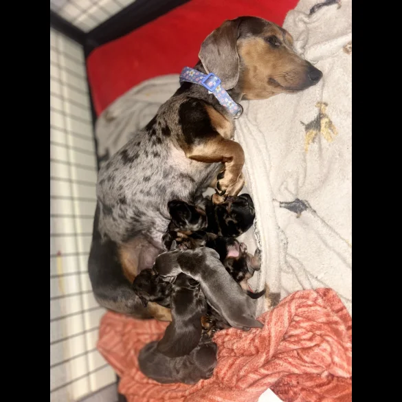 Dachshund (Standard &amp; Miniature) - Both