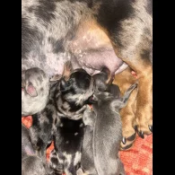 Dachshund (Standard &amp; Miniature) - Both
