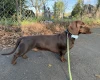 Dachshund (Smooth Haired)