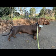 Dachshund (Standard &amp; Miniature)
