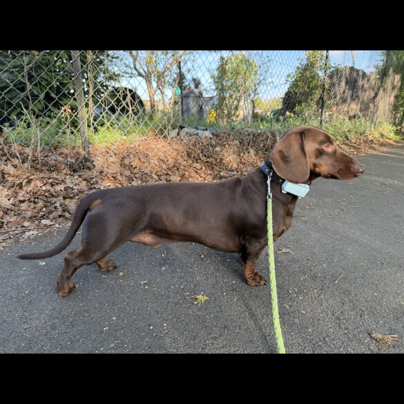 Dachshund (Standard &amp; Miniature)
