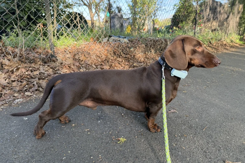 Dachshund (Smooth Haired)