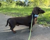 Dachshund (Smooth Haired)