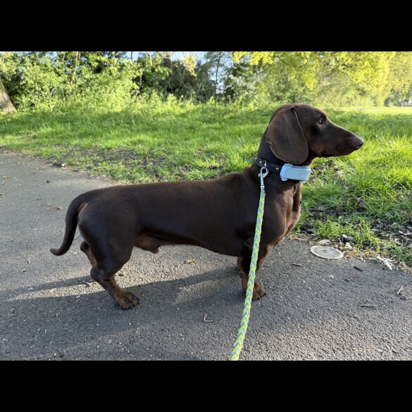 Dachshund (Standard &amp; Miniature)