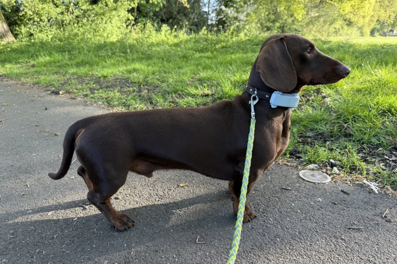 Dachshund (Smooth Haired)