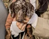Dachshund (Smooth Haired)