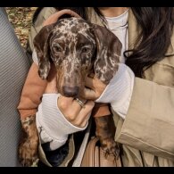 Dachshund (Smooth Haired)