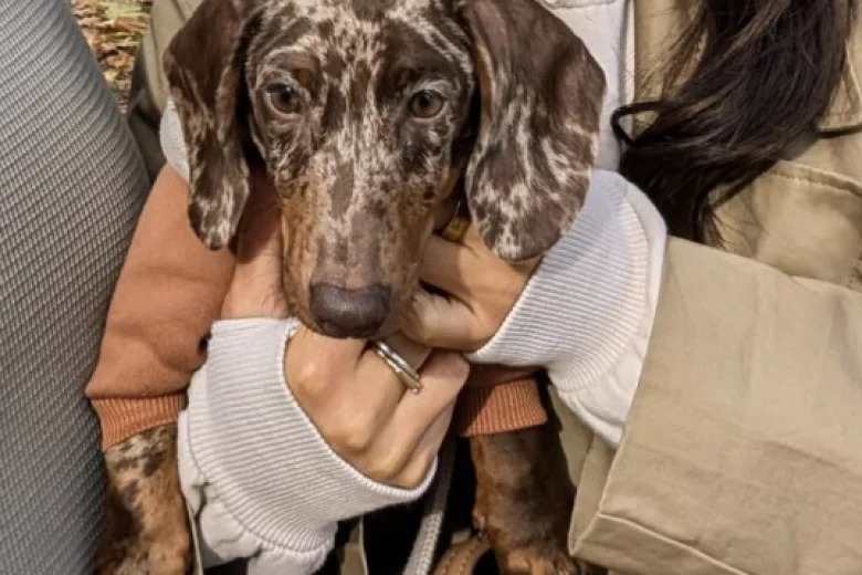 Dachshund (Smooth Haired)