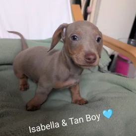Dachshund (Standard &amp; Miniature) - Both