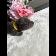Dachshund (Standard &amp; Miniature) - Both